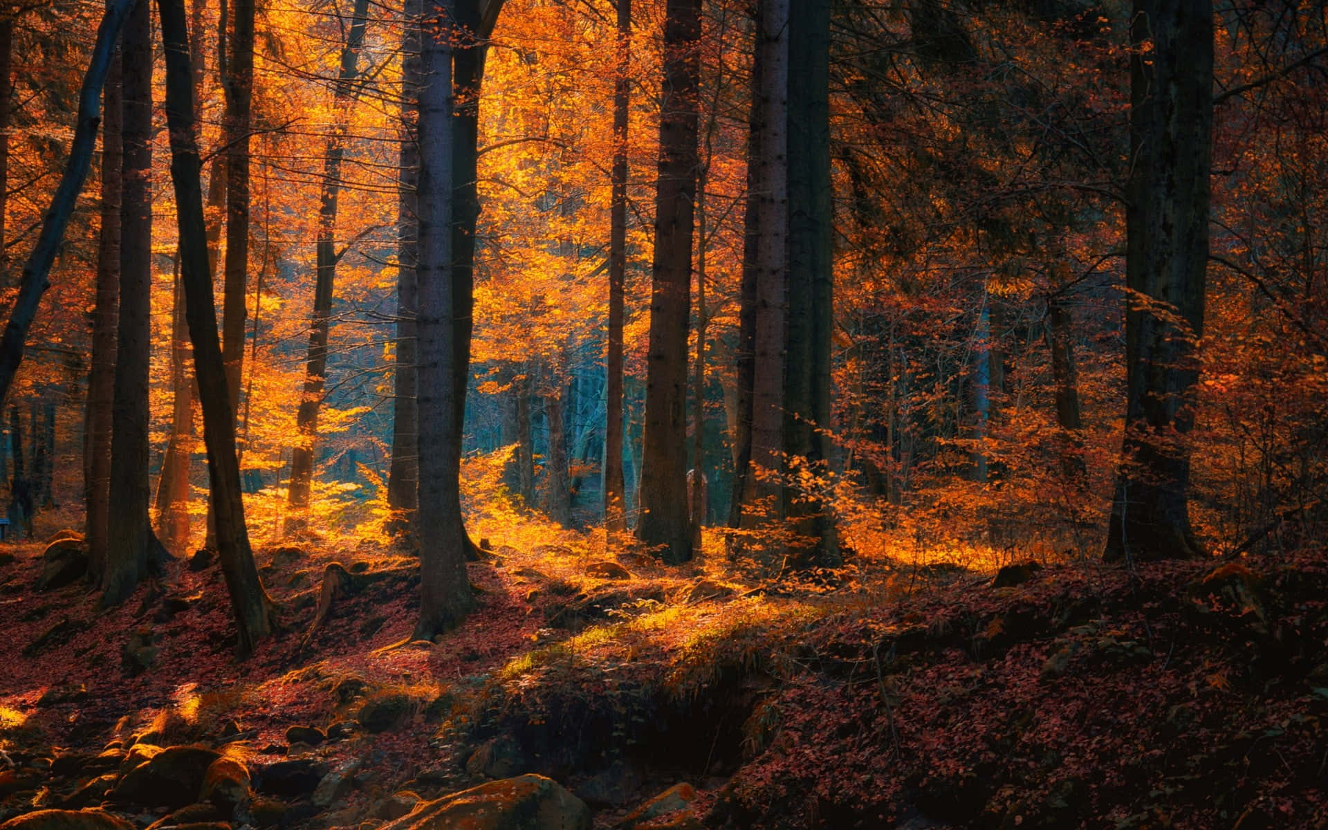 Download A serene autumn forest in a warm brown color palette. Wallpaper