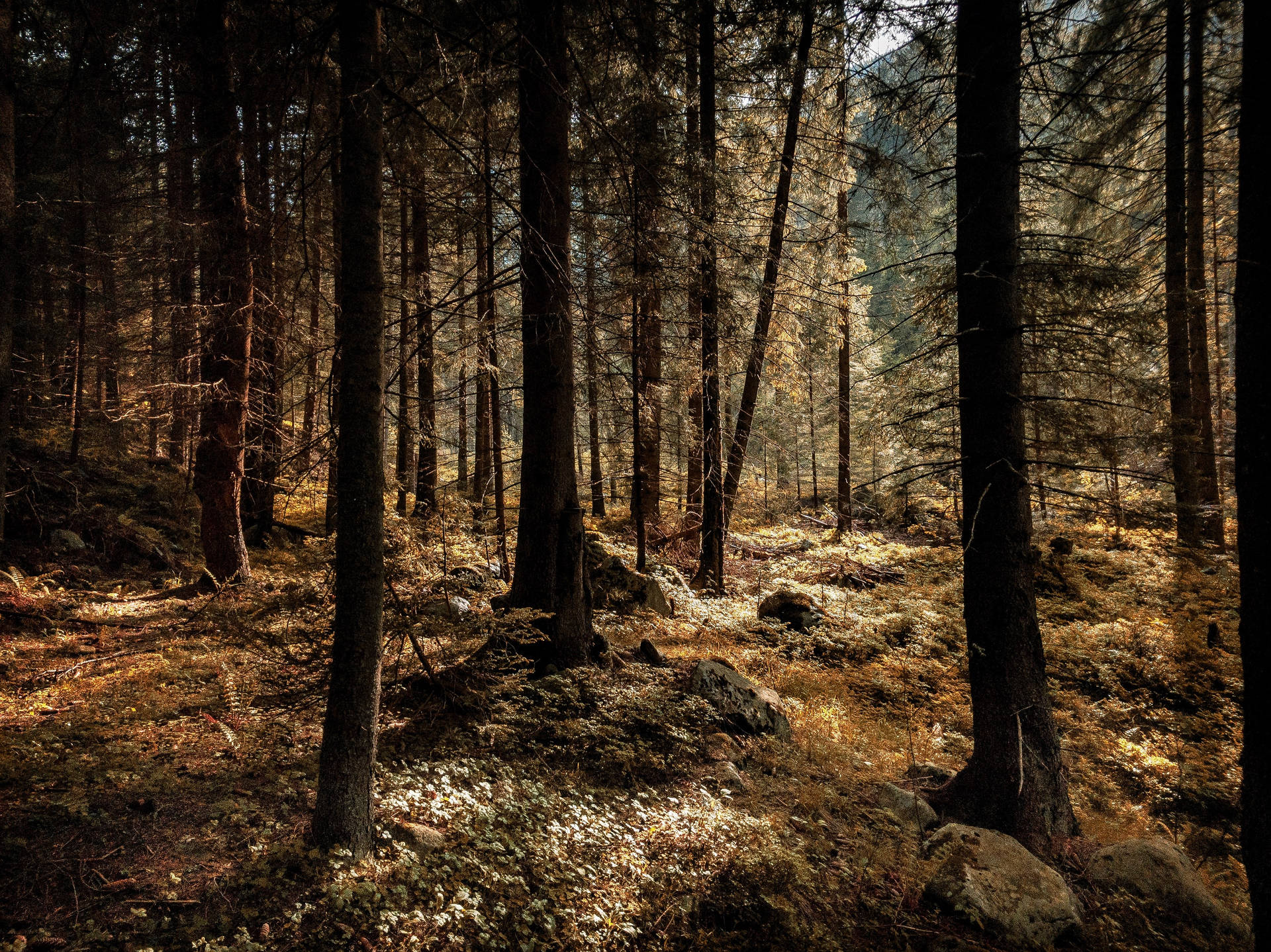 Download Brown Tall Trees HD Forest Wallpaper
