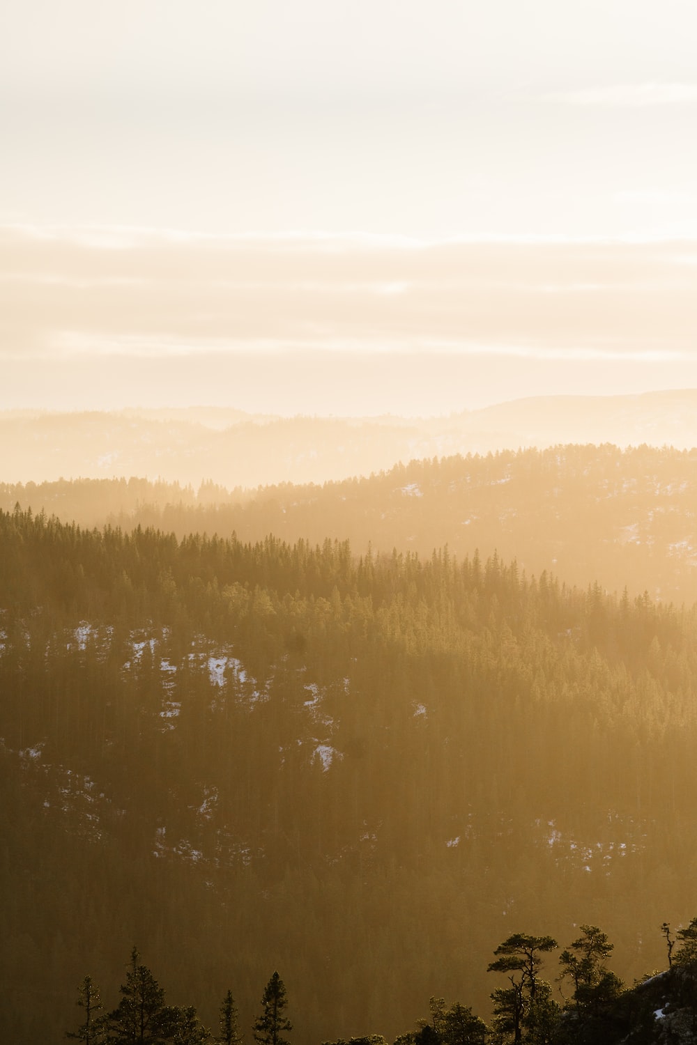 A view of a forest photo