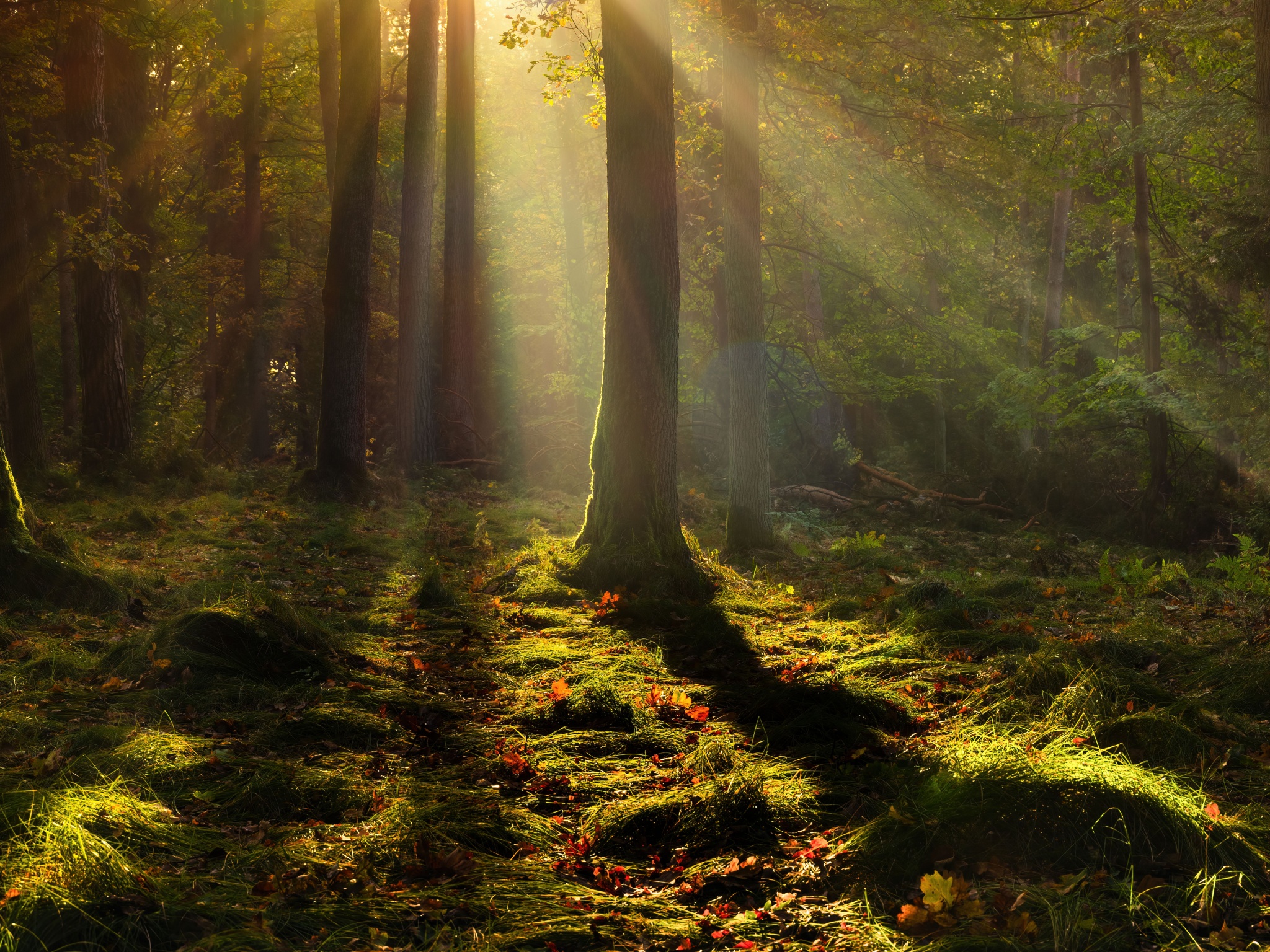 Forest Wallpaper 4K, Light, Trees, Poland, 5K, 8K