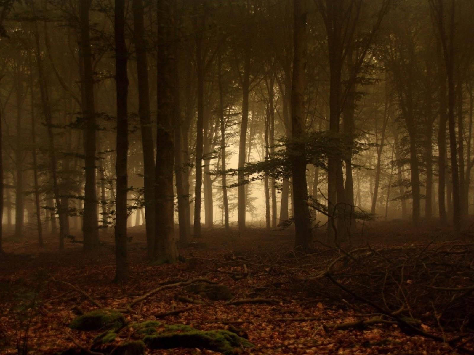 Download Forks Washington Dark Forest Wallpaper