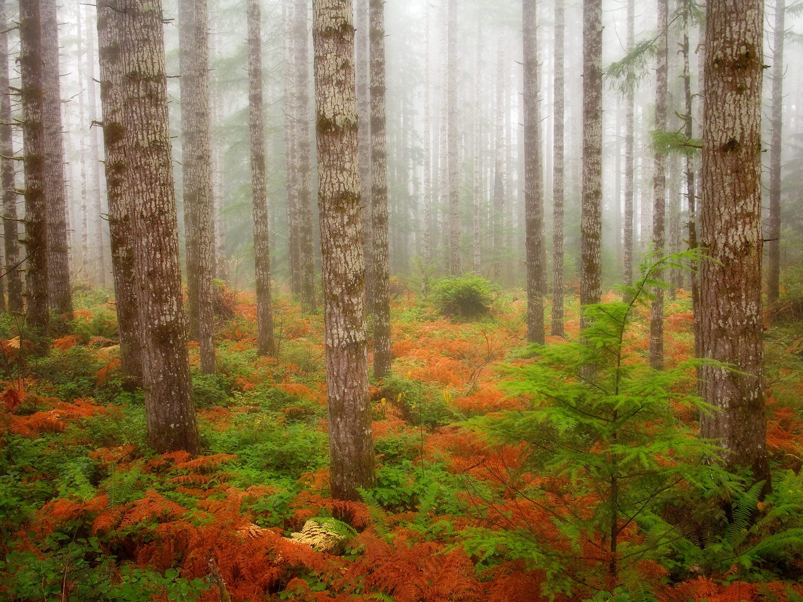 Nature Forest Wallpaper