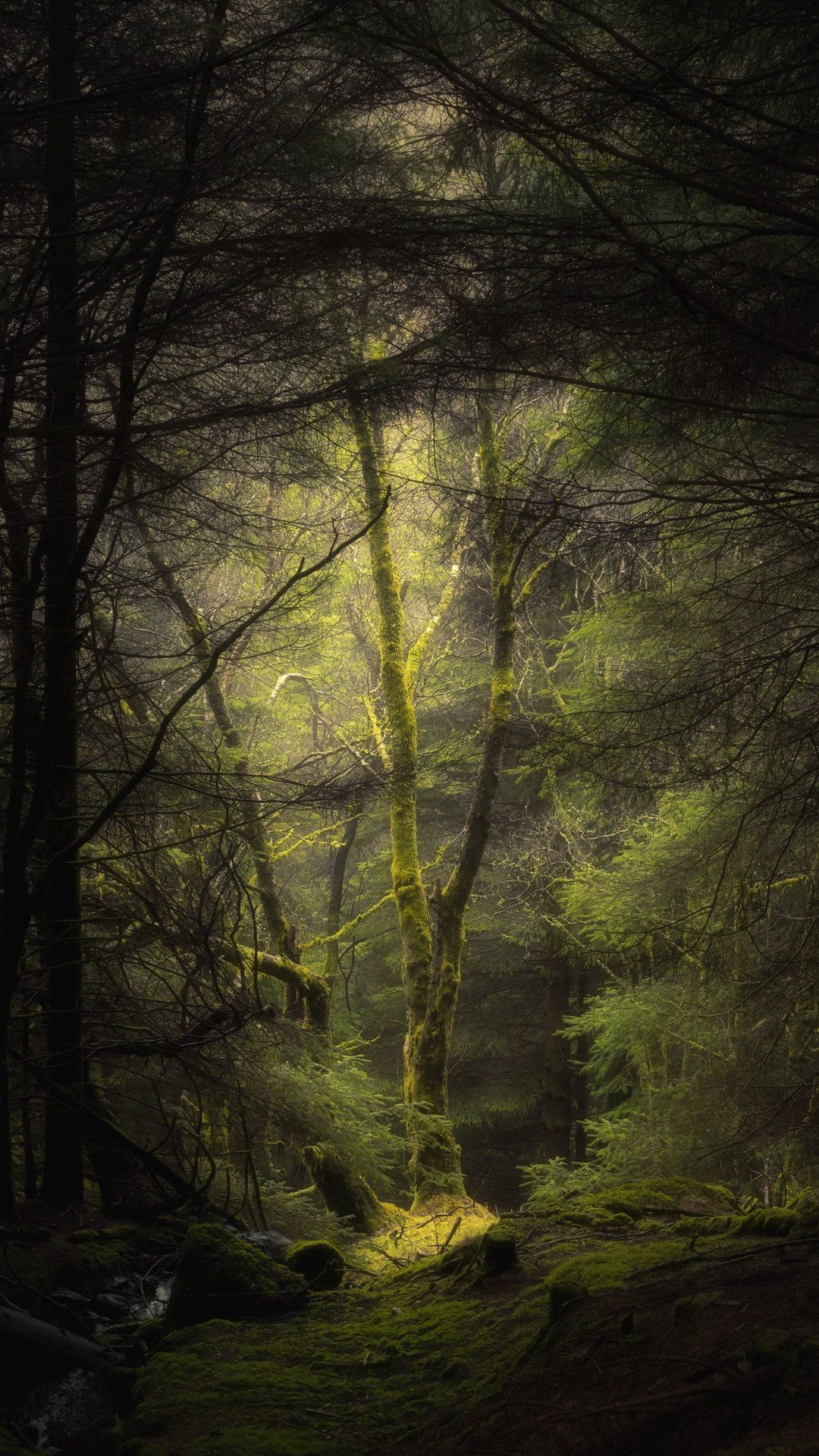 Nature Wallpaper. Nature wallpaper, Nature photography, Beautiful nature