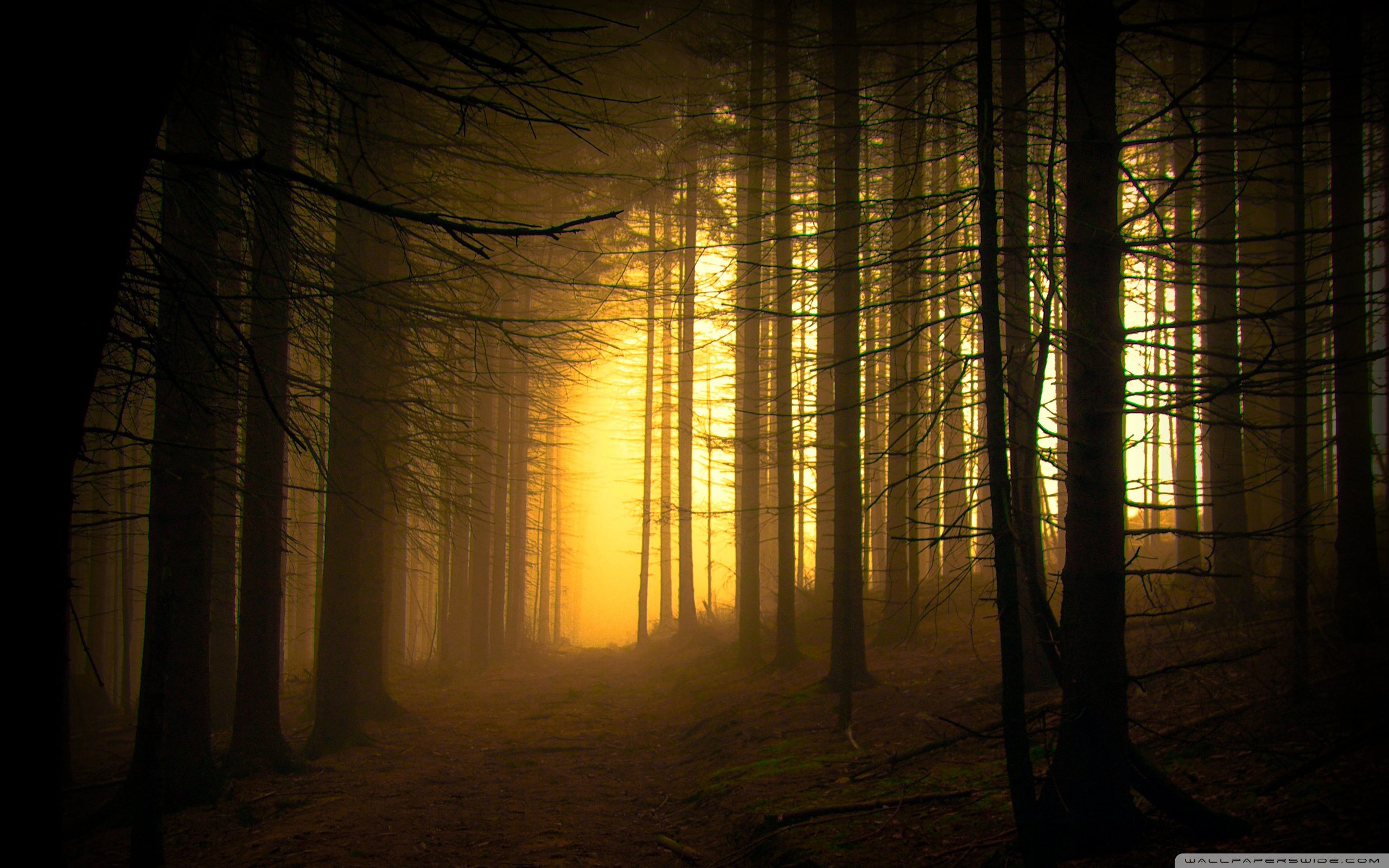 Forest Ultra HD Desktop Background Wallpaper for 4K UHD TV, Multi Display, Dual Monitor, Tablet
