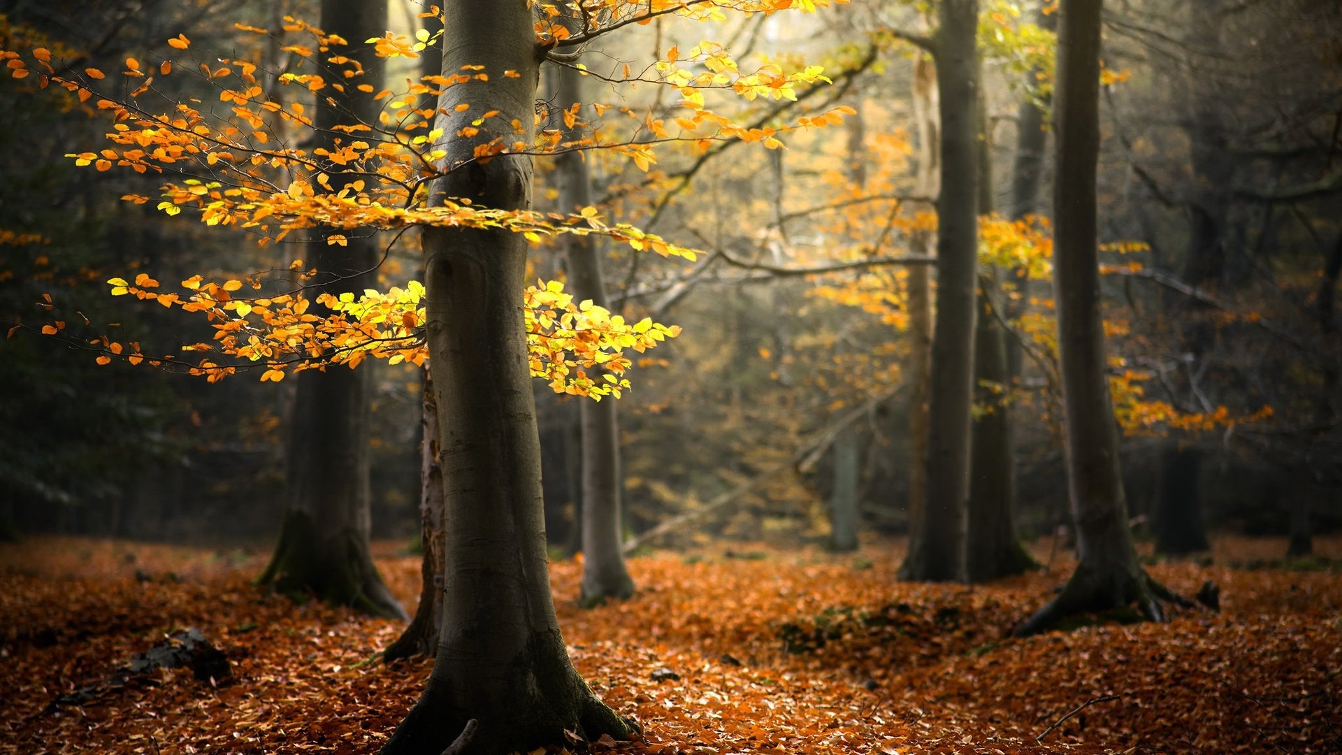 nature forest