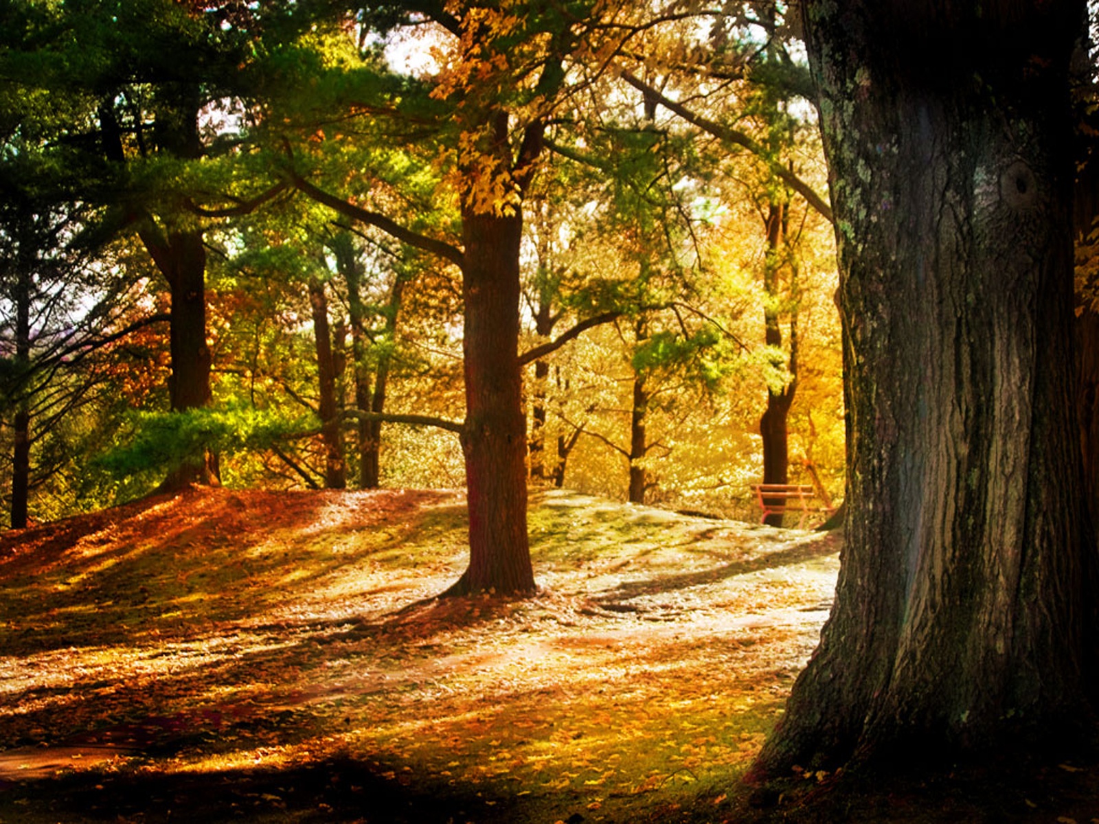 Free photo: Brown Forest, Outdoors, Trees