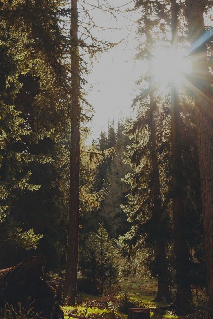 Sun Beaming Through Forest. Forest wallpaper, Forest, Nature