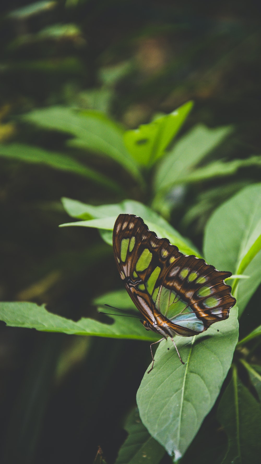 Selective focus photography of brown and green butterfly photo
