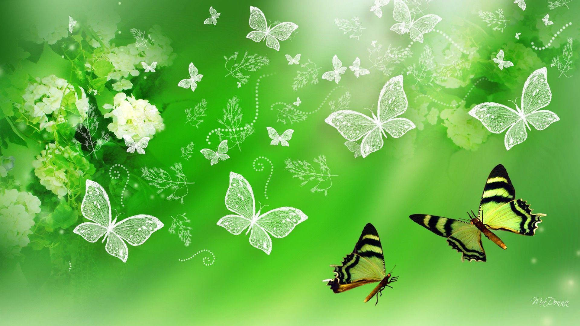 Butterfly Aesthetic Wallpaper