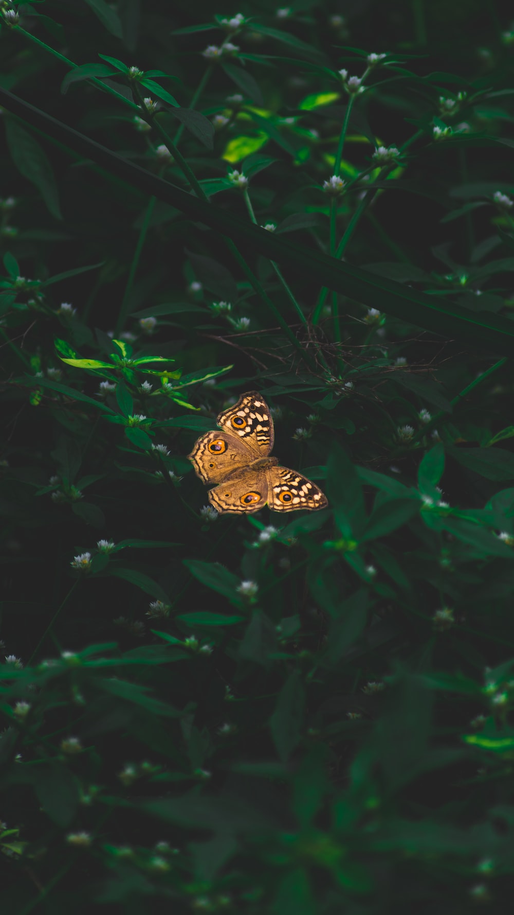 Orange butterfly flying on green leafy plant photo
