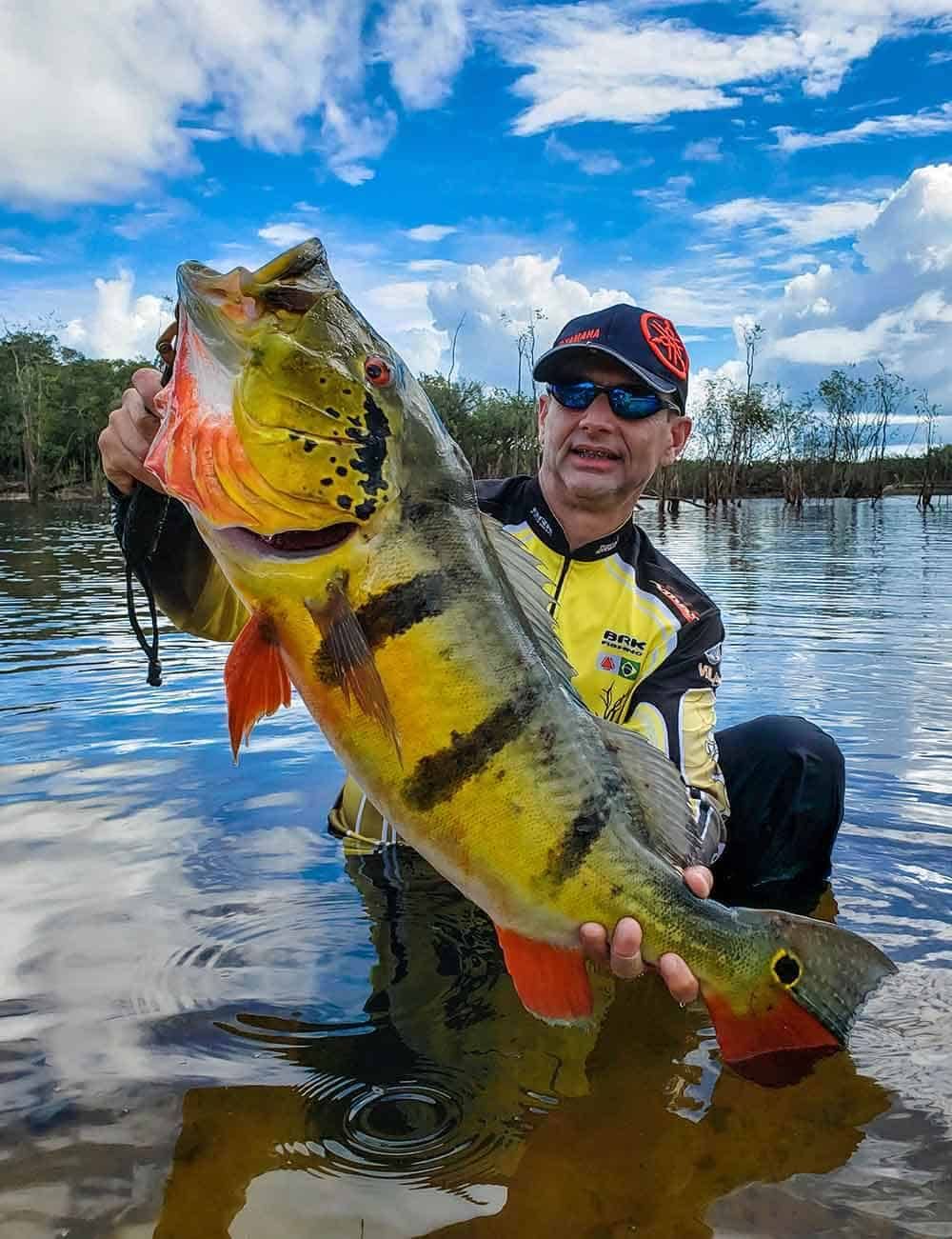 Peixe Tucunaré Açu: Conheça tudo sobre essa espécie. Tucunaré, Peixes, Espécies de peixes