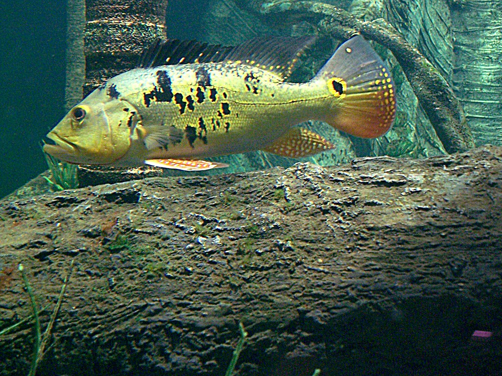 Tucunaré / Speckled Pavon. [en] Speckled Pavon (Tucunaré) a