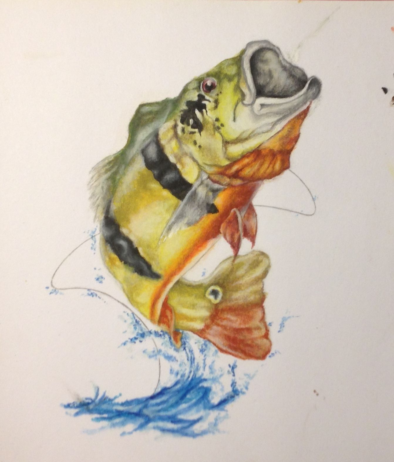 Amazon Peacock Bass, by Melanie Cobham. peixe, Arte dos peixes, Tatuagens de pesca