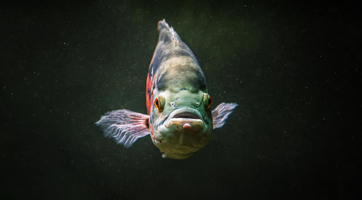 Tucunaré, um predador persistente