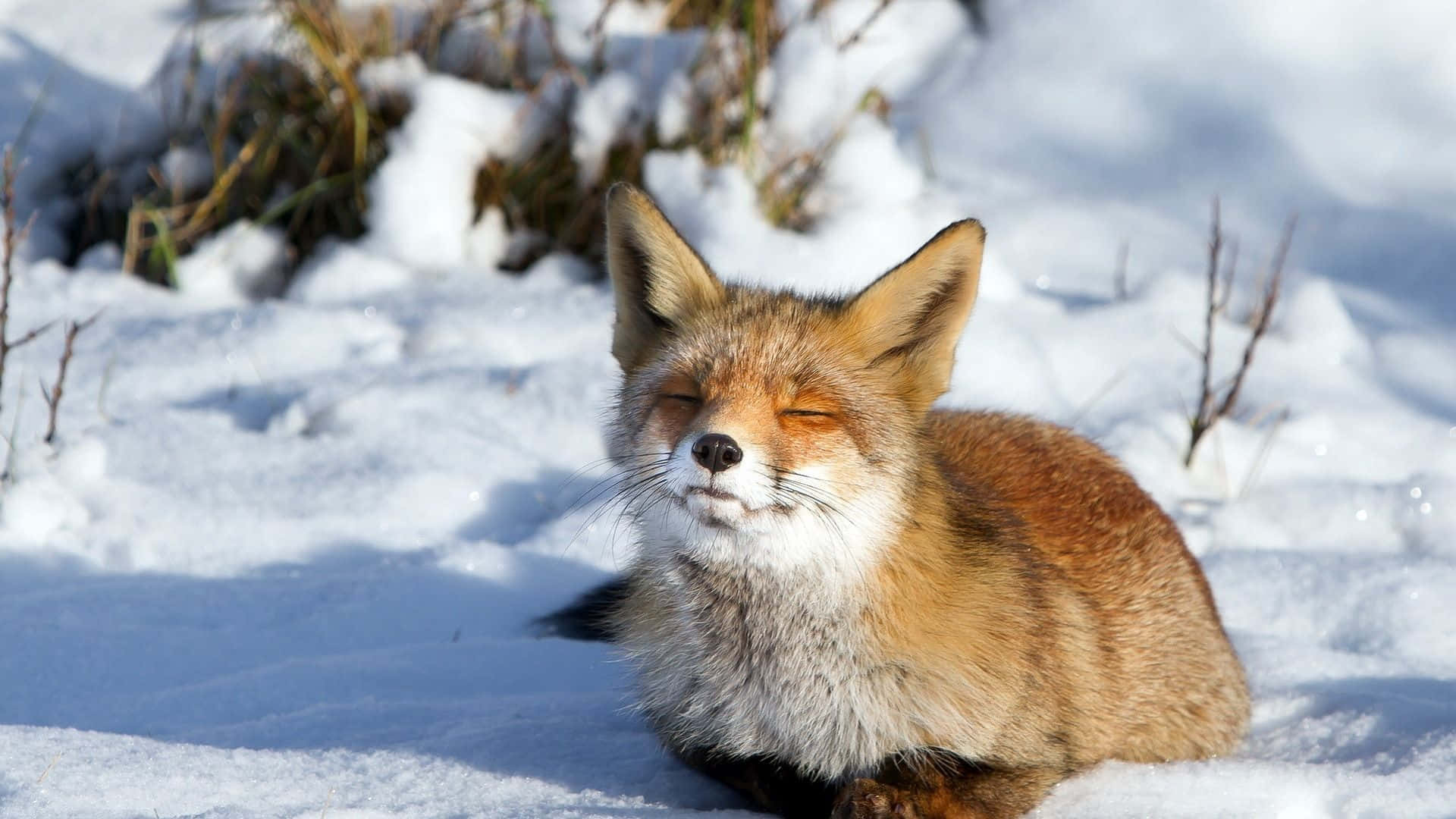 Winter Animal Wallpaper