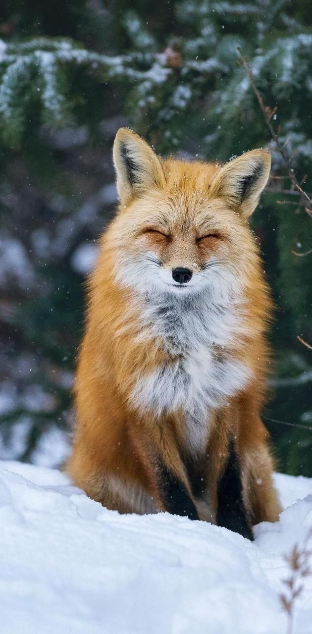 Fox wallpaper wallpaper