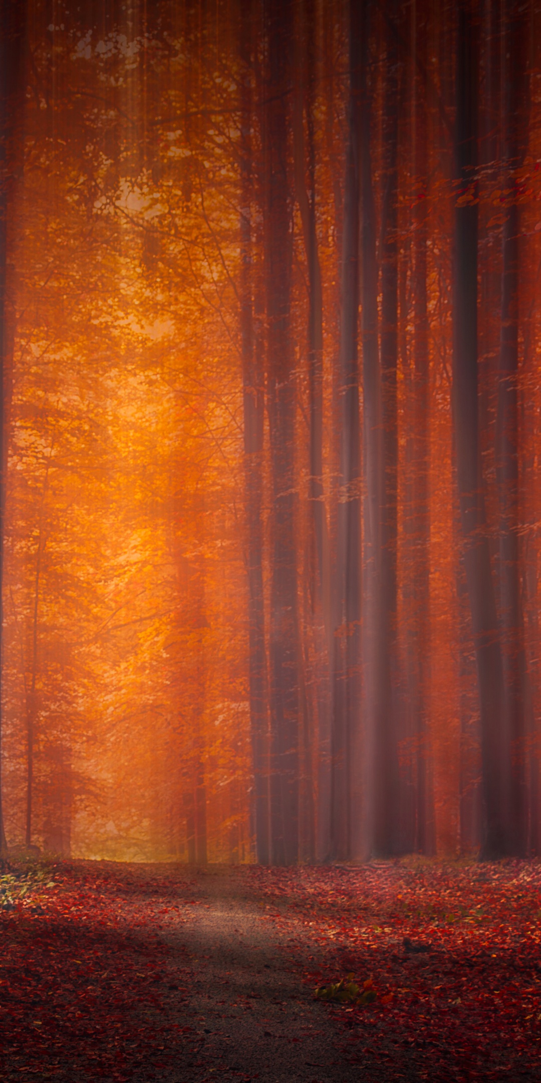 Autumn Forest Wallpaper 4K, Pathway