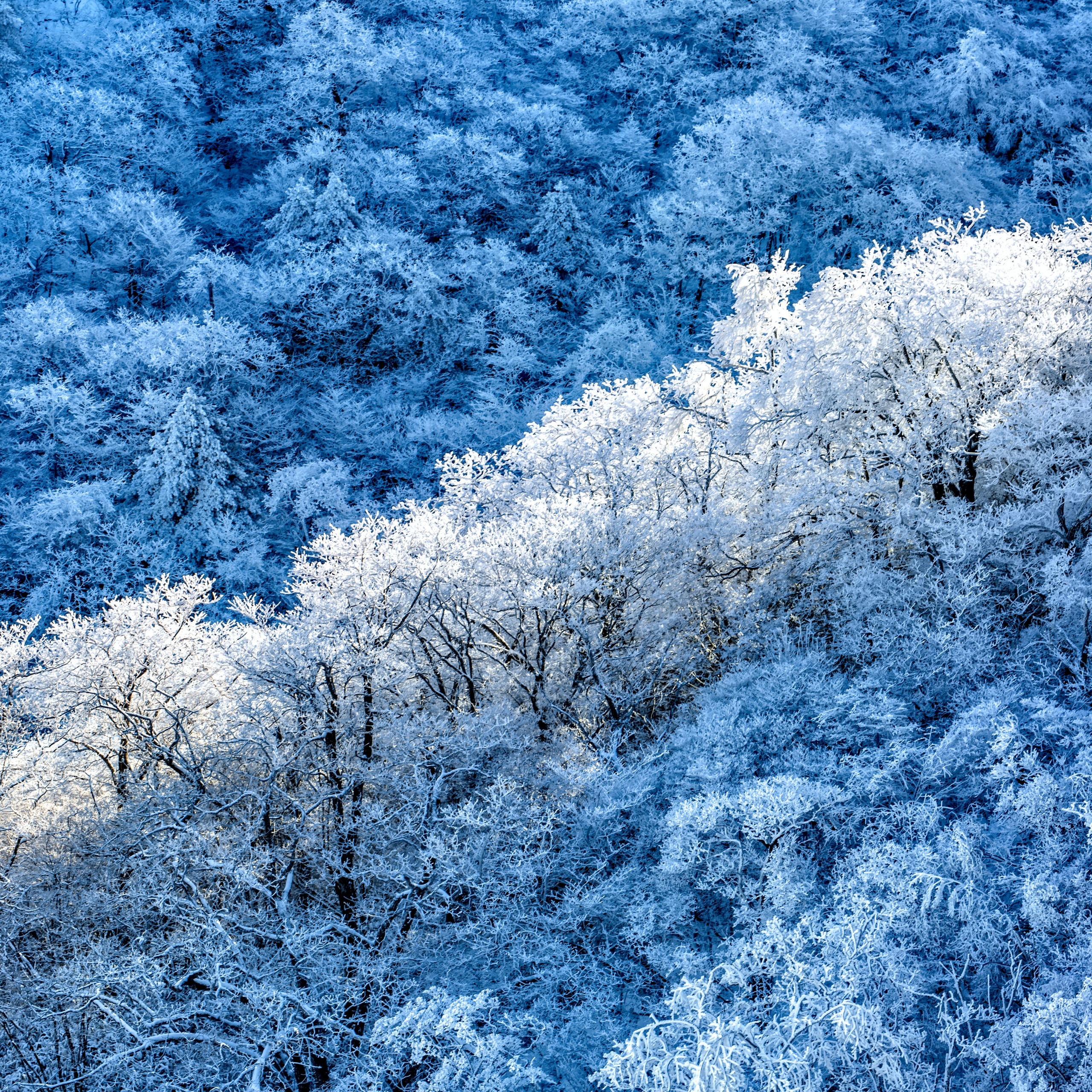 Winter forest Wallpaper 4K, Snow covered, Sunny day, 5K