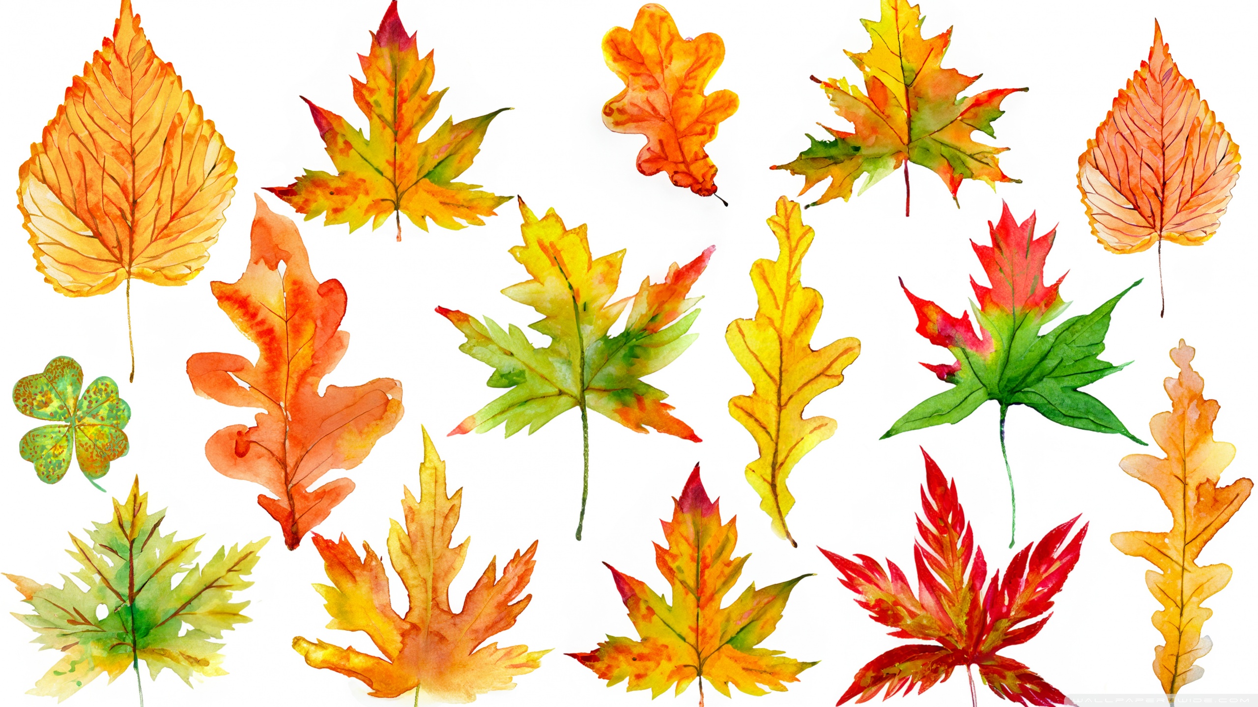 Thanksgiving Art Ultra HD Desktop Background Wallpaper for 4K UHD TV, Tablet