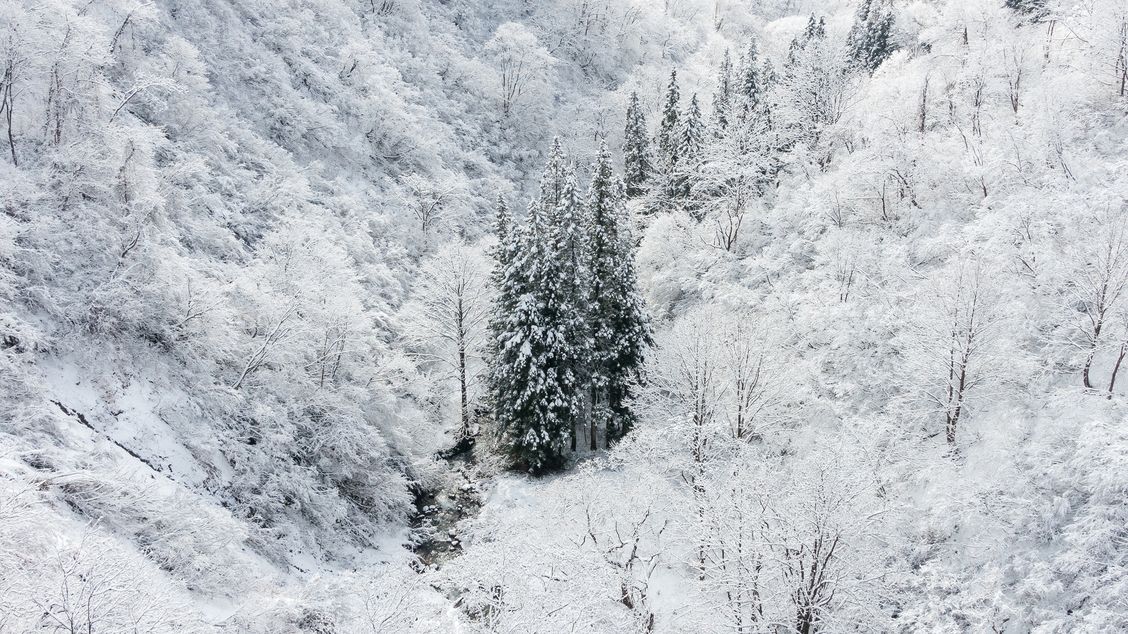 wallpaper for desktop, laptop. winter white snow wood forest mountain
