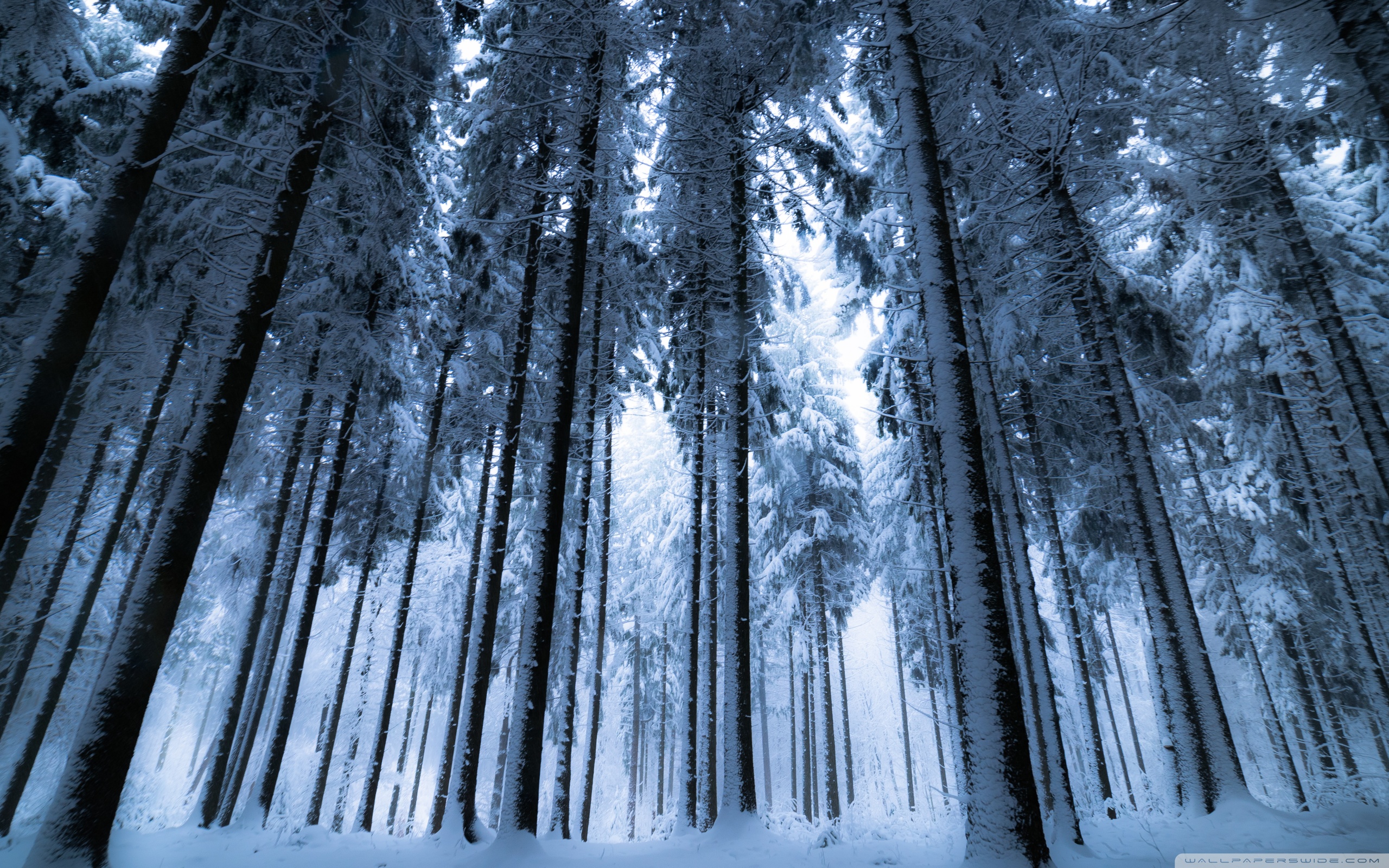 Deep Winter Forest Ultra HD Desktop Background Wallpaper for 4K UHD TV, Widescreen & UltraWide Desktop & Laptop, Tablet