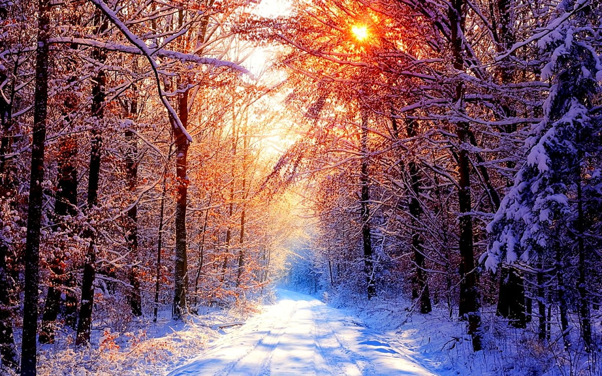 Forest, Winter, Nature wallpaper. Download Best Free picture