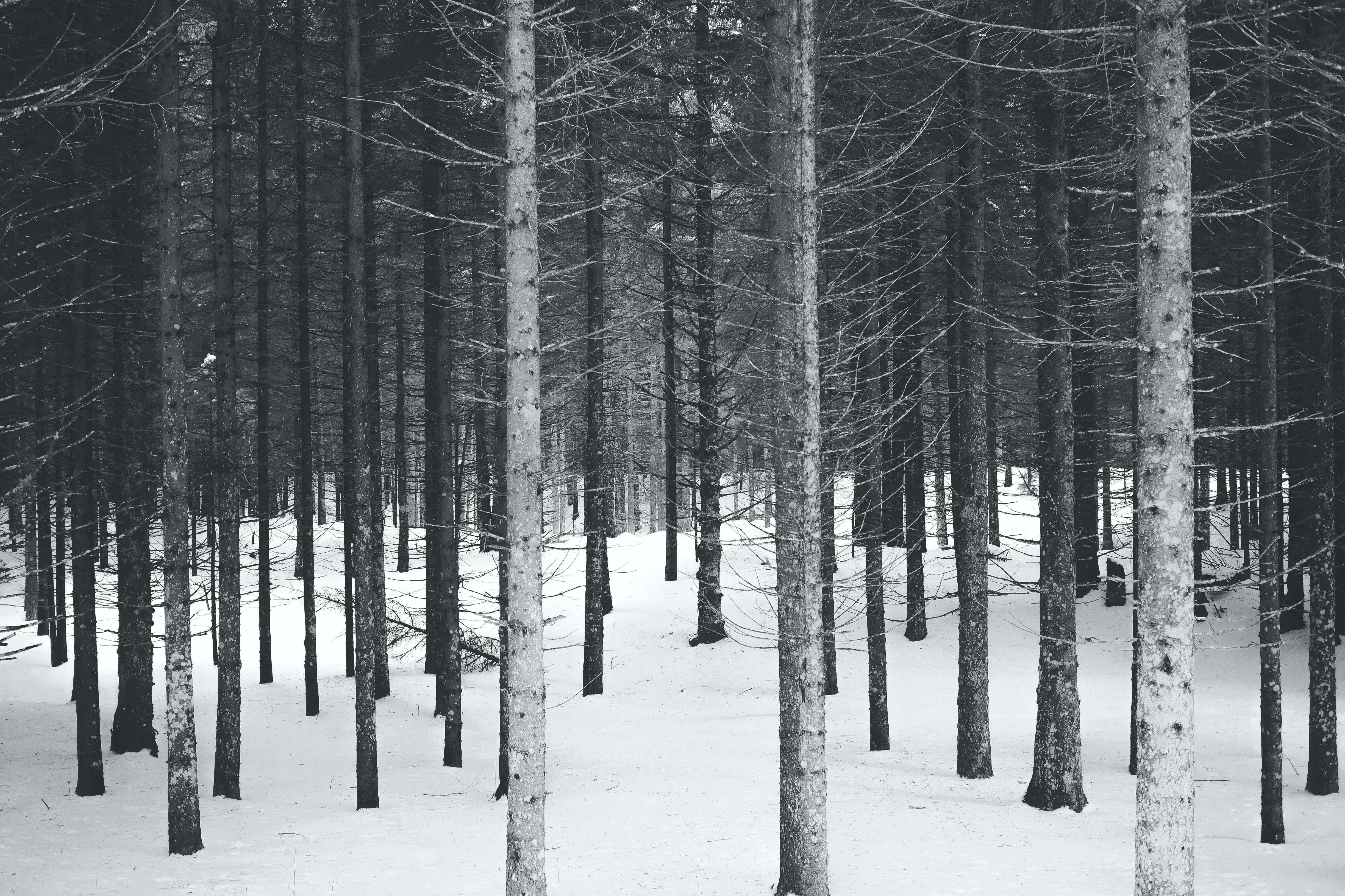 Winter wallpaper pack for iPhone, iPad