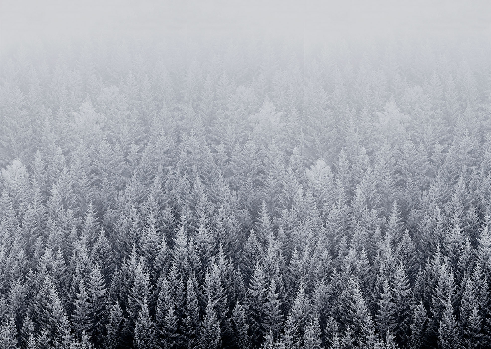 iOS 8 Snow Forest Default Mac Desktop Wallpaper Download Resolution 4K Wallpaper