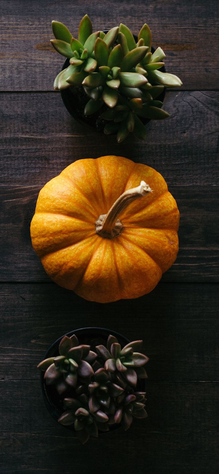 Holidays & Seasons. Thanksgiving iphone wallpaper, Pumpkin vegetable, iPhone wallpaper