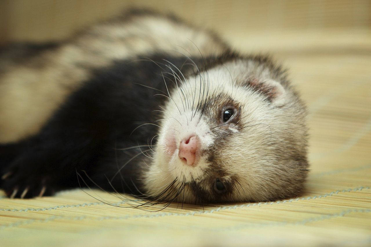 Download Little Pet Ferret Wallpaper