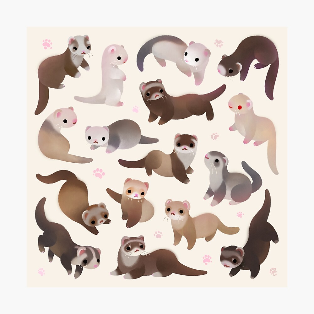 Ferret Poster