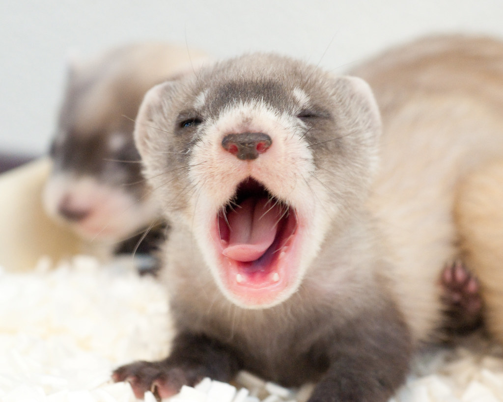 Sleepy Kit. The Black Footed Ferret Recovery Program Is Cel