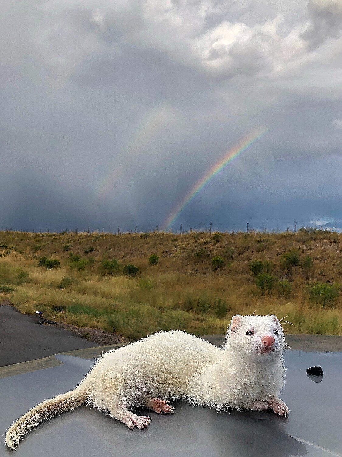 Cute & Cuddly Ferret Picture That Will Melt Your Heart Wallpaper Animal Tattoo Aesthetic. Cute ferrets, Pretty animals, Funny ferrets