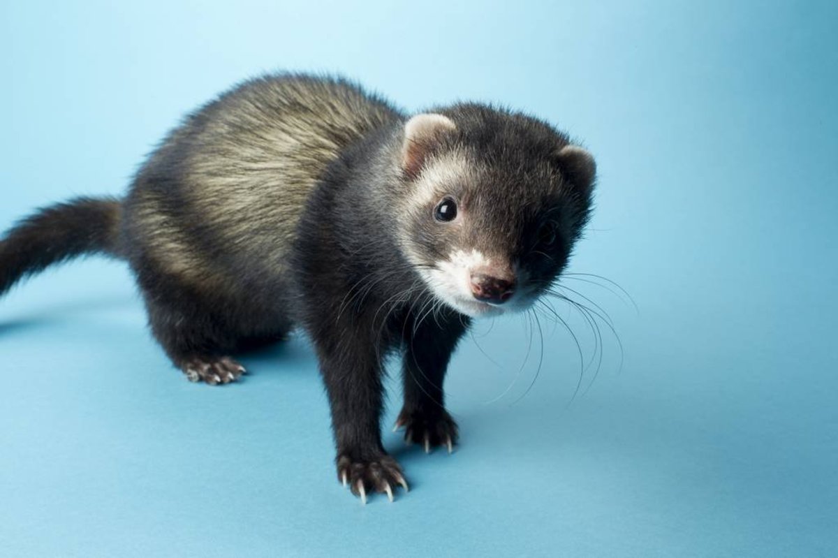Cute and Funny Ferret Names