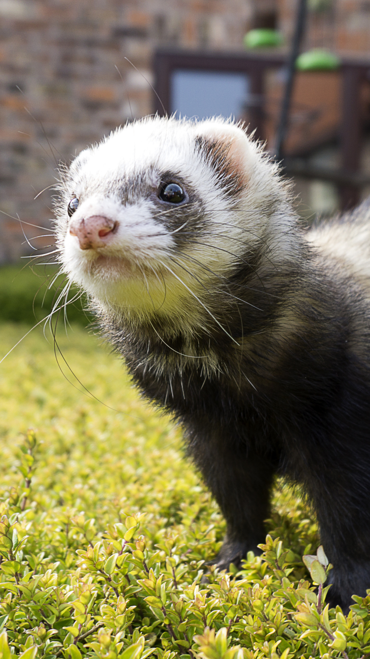 Ferret Phone Wallpaper