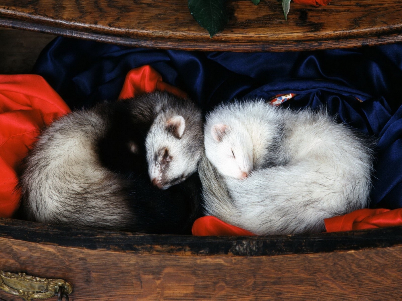 Download Ferrets wallpaper for mobile phone, free Ferrets HD picture