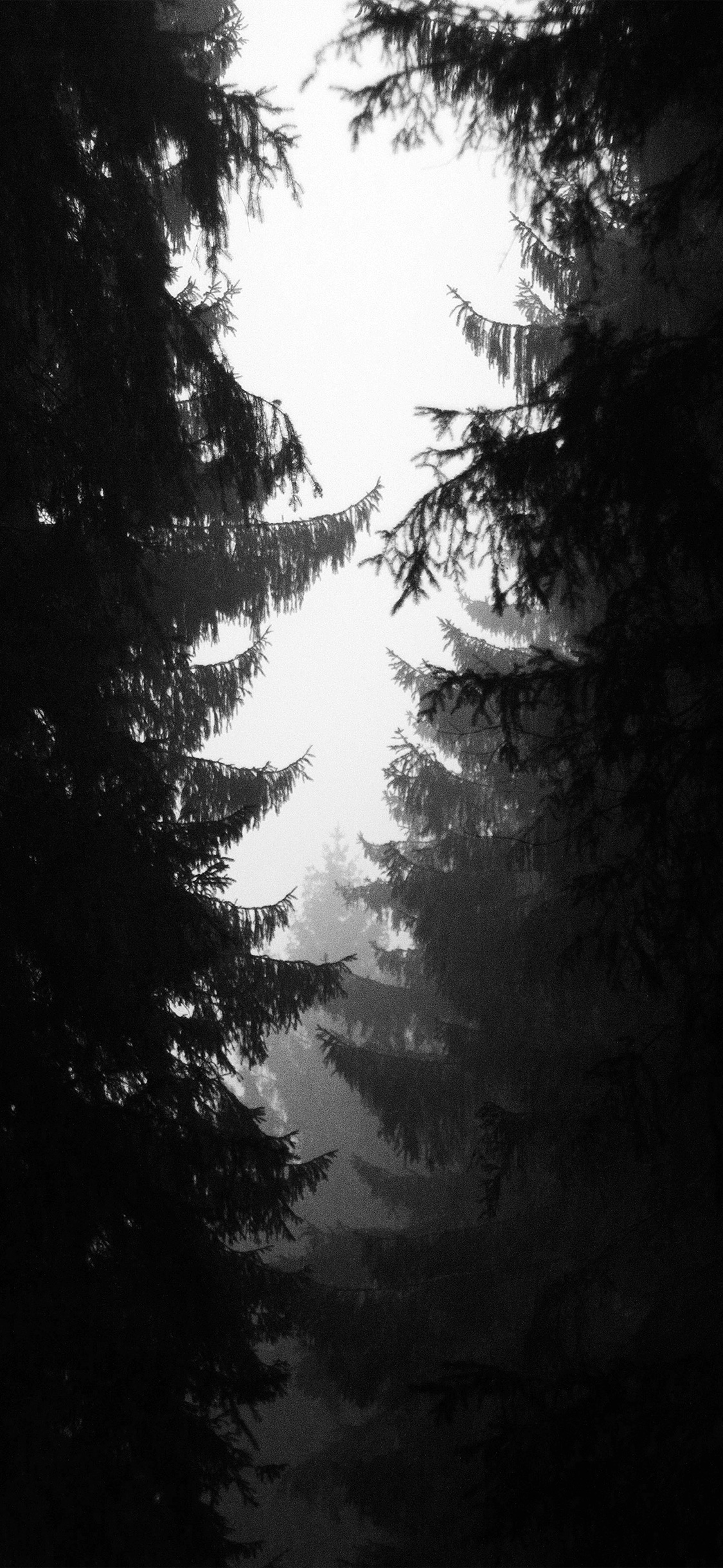 Wood Tree Simple Nature Bw Dark