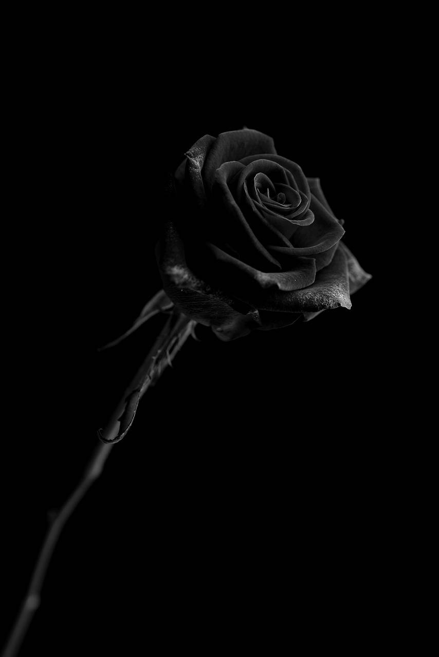 Black Rose iPhone Wallpaper Full HD, 4K Free to Use