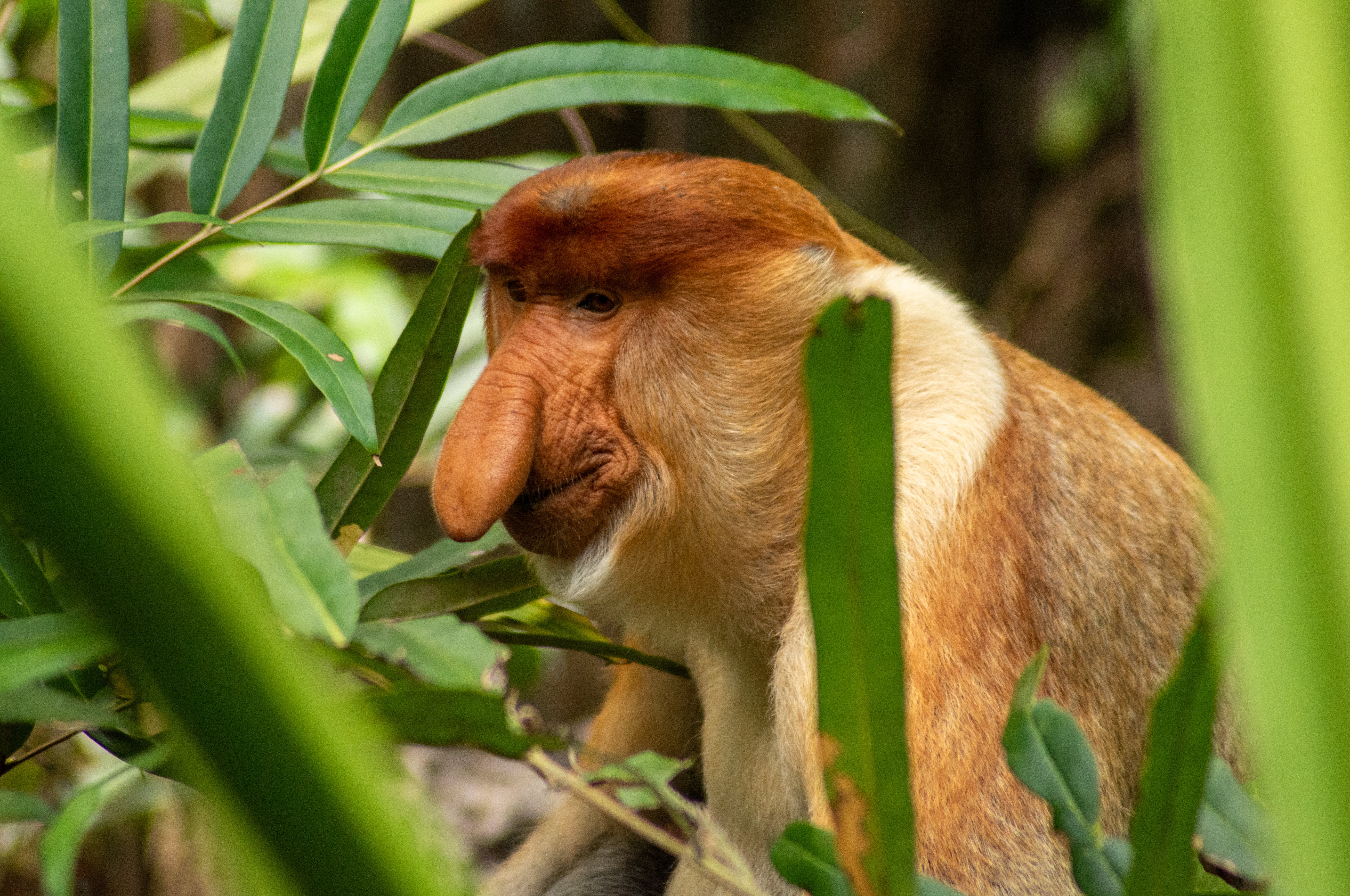 Proboscis Monkey Photo, Download The BEST Free Proboscis Monkey & HD Image