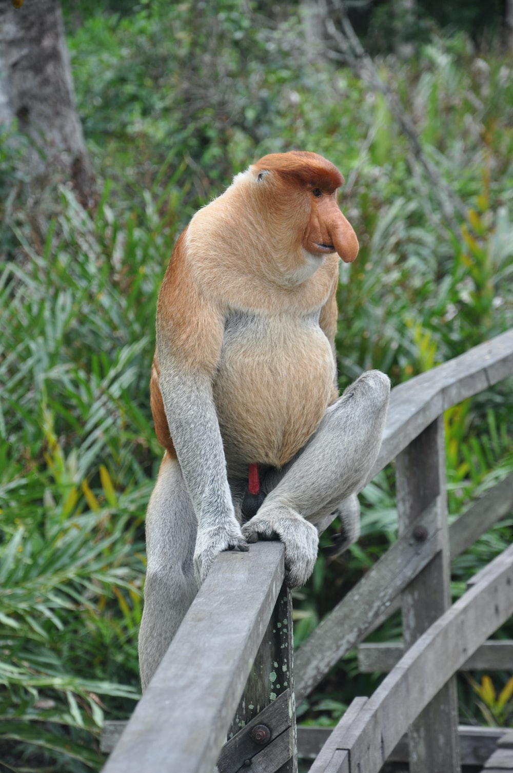 Brown monkey sitting on gray wooden fence during daytime photo