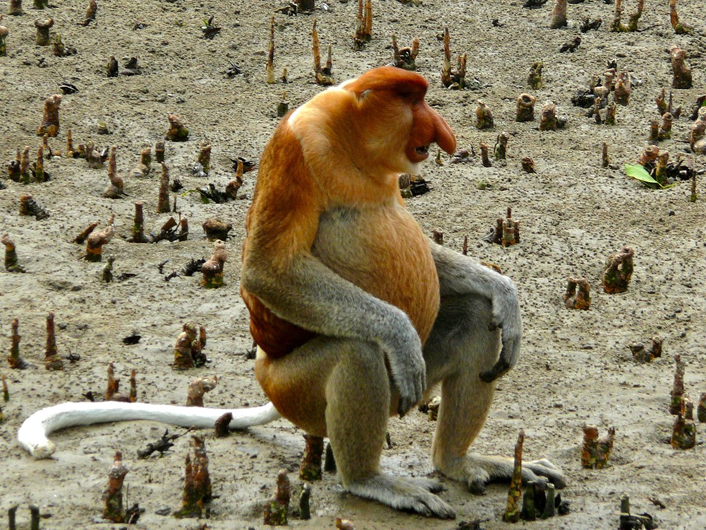 Proboscis Monkey (Nasalis larvatus) male. Bako NP Sarawak