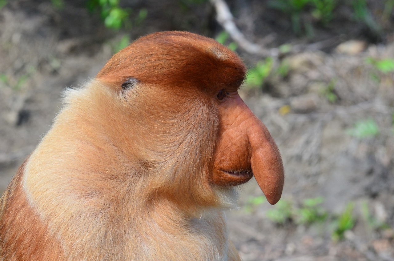 Borneo Ape Long Proboscis Monkey