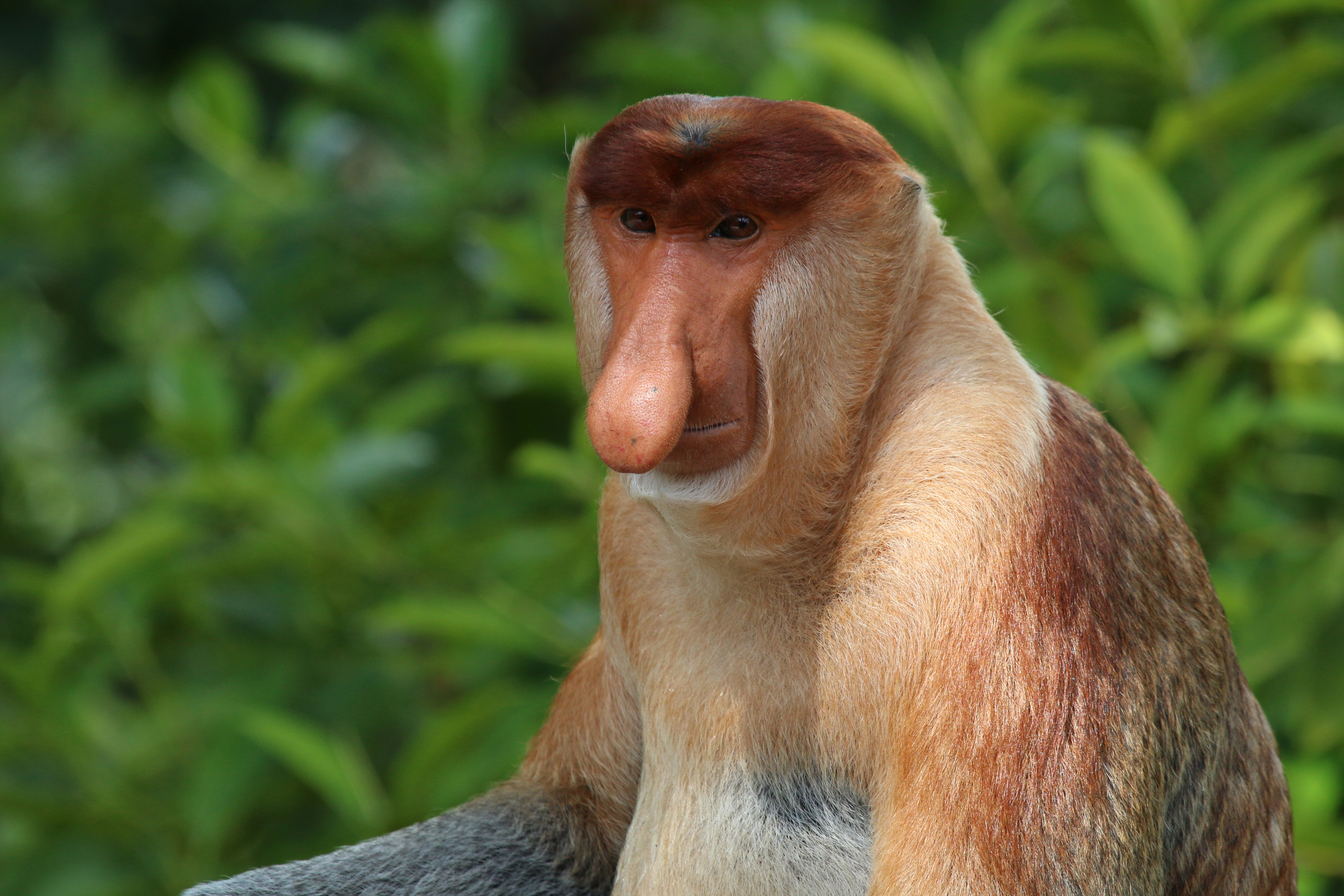 Proboscis Monkey. Creatures of the World
