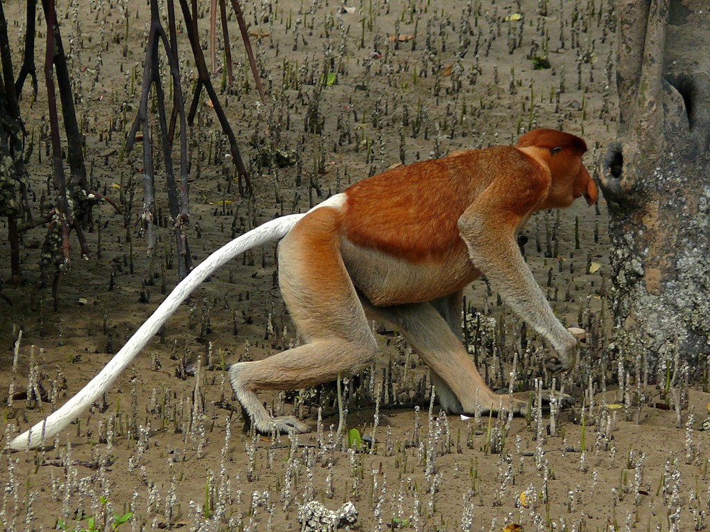 Proboscis Monkey (Nasalis larvatus) male. Bako NP, Sarawak