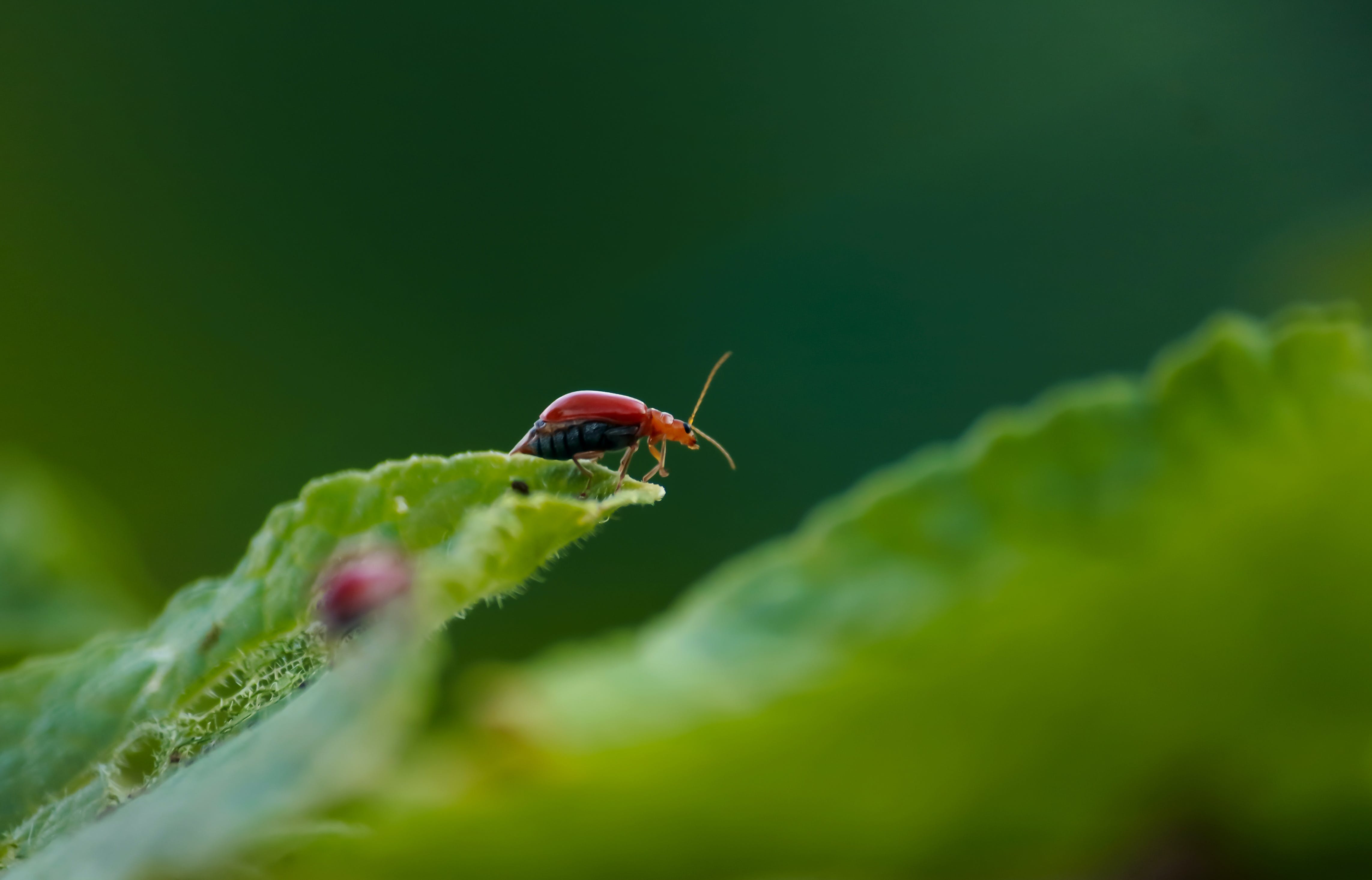 Insect Wallpaper Photo, Download The BEST Free Insect Wallpaper & HD Image