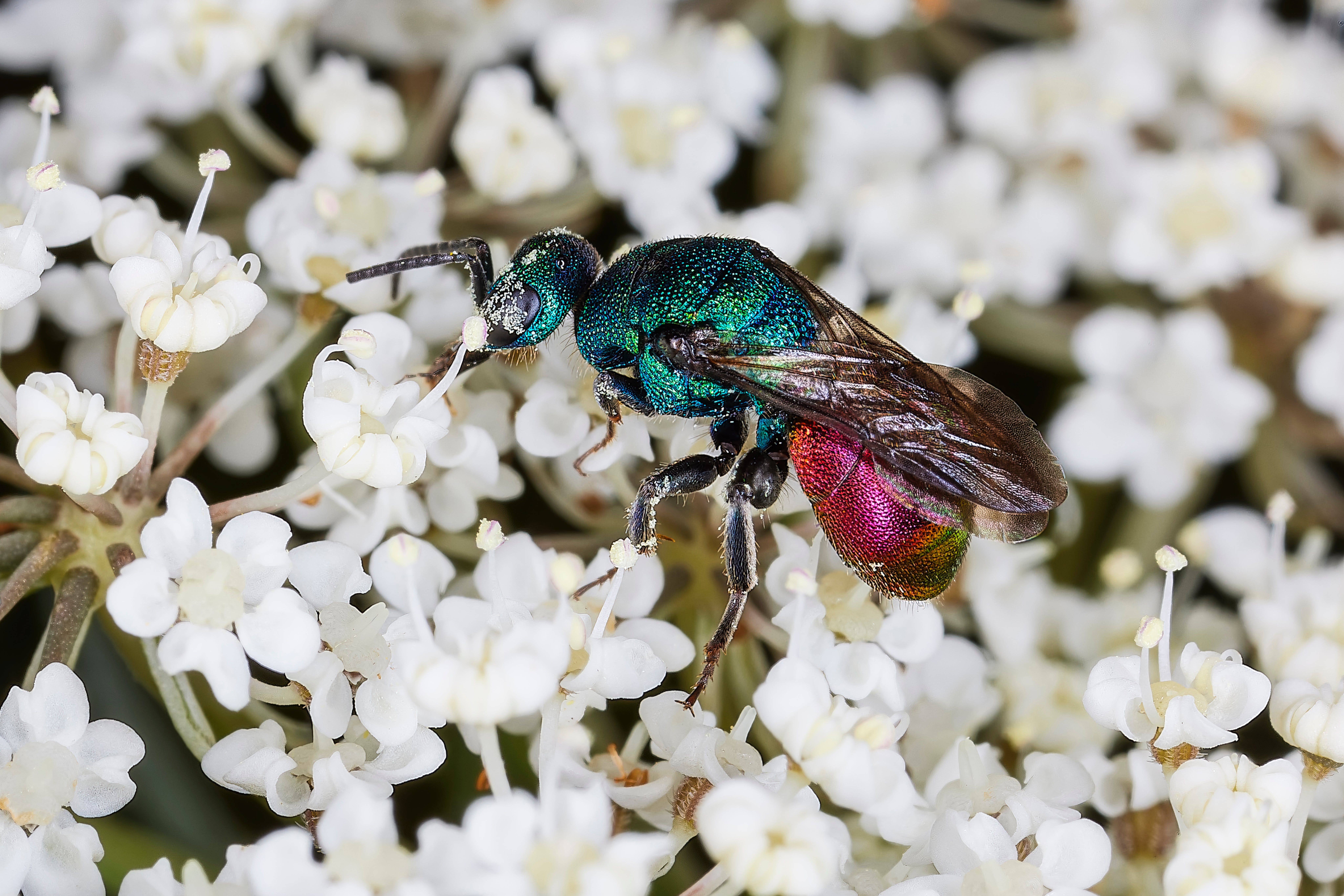 Insect Wallpaper Photo, Download The BEST Free Insect Wallpaper & HD Image