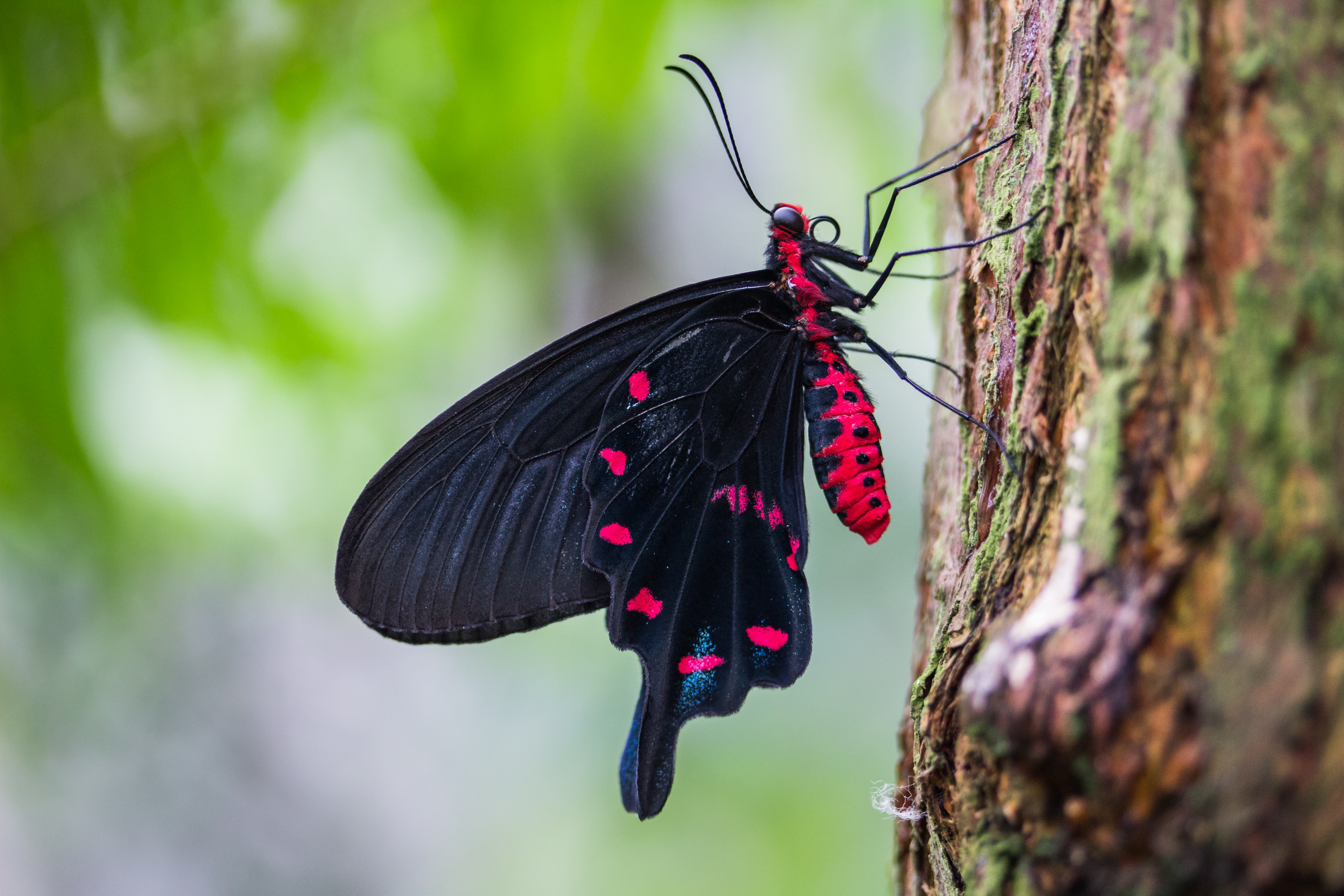 4K Insect Wallpaper and Background Image