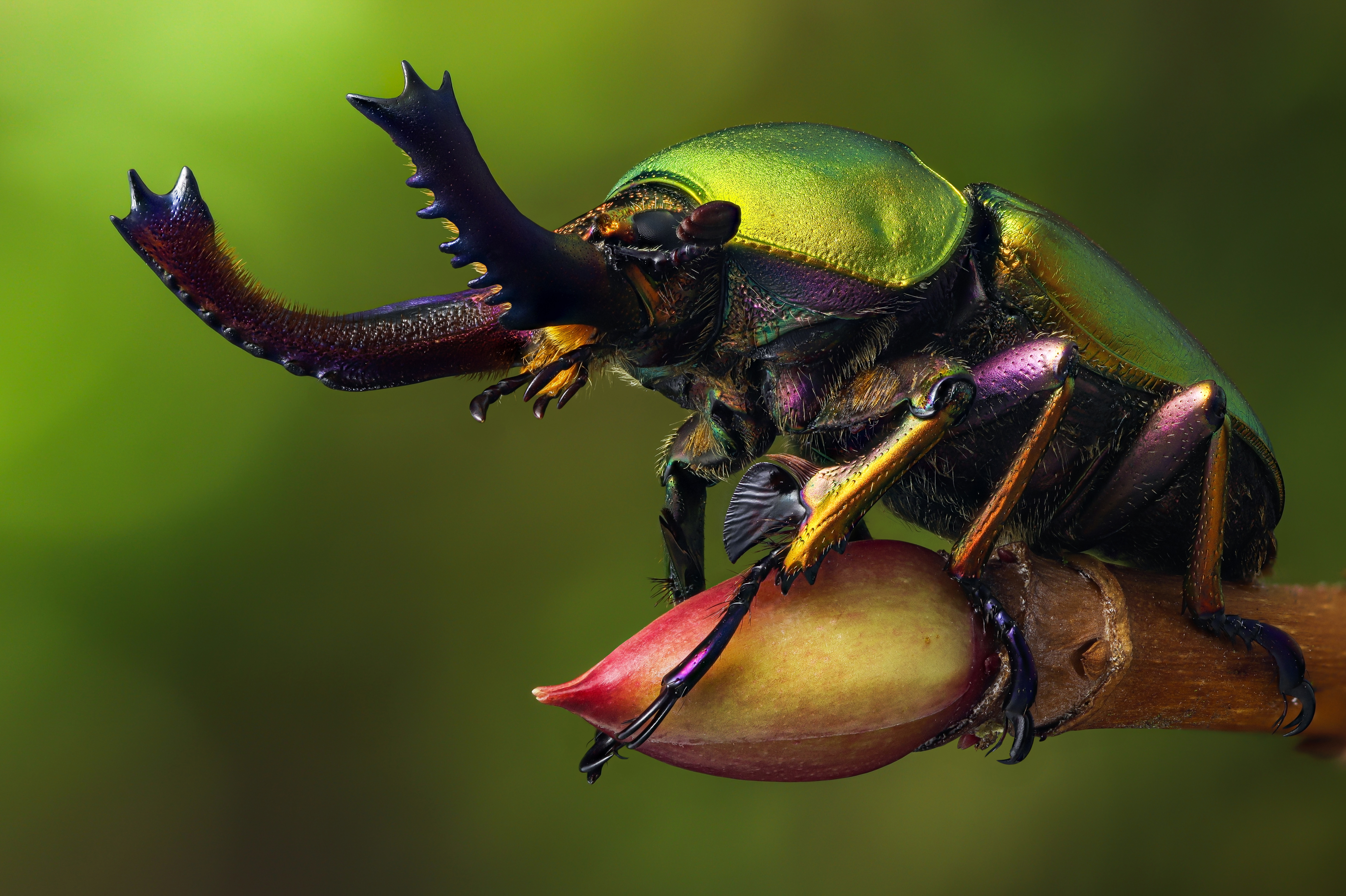 Animal Beetle 4k Ultra HD Wallpaper
