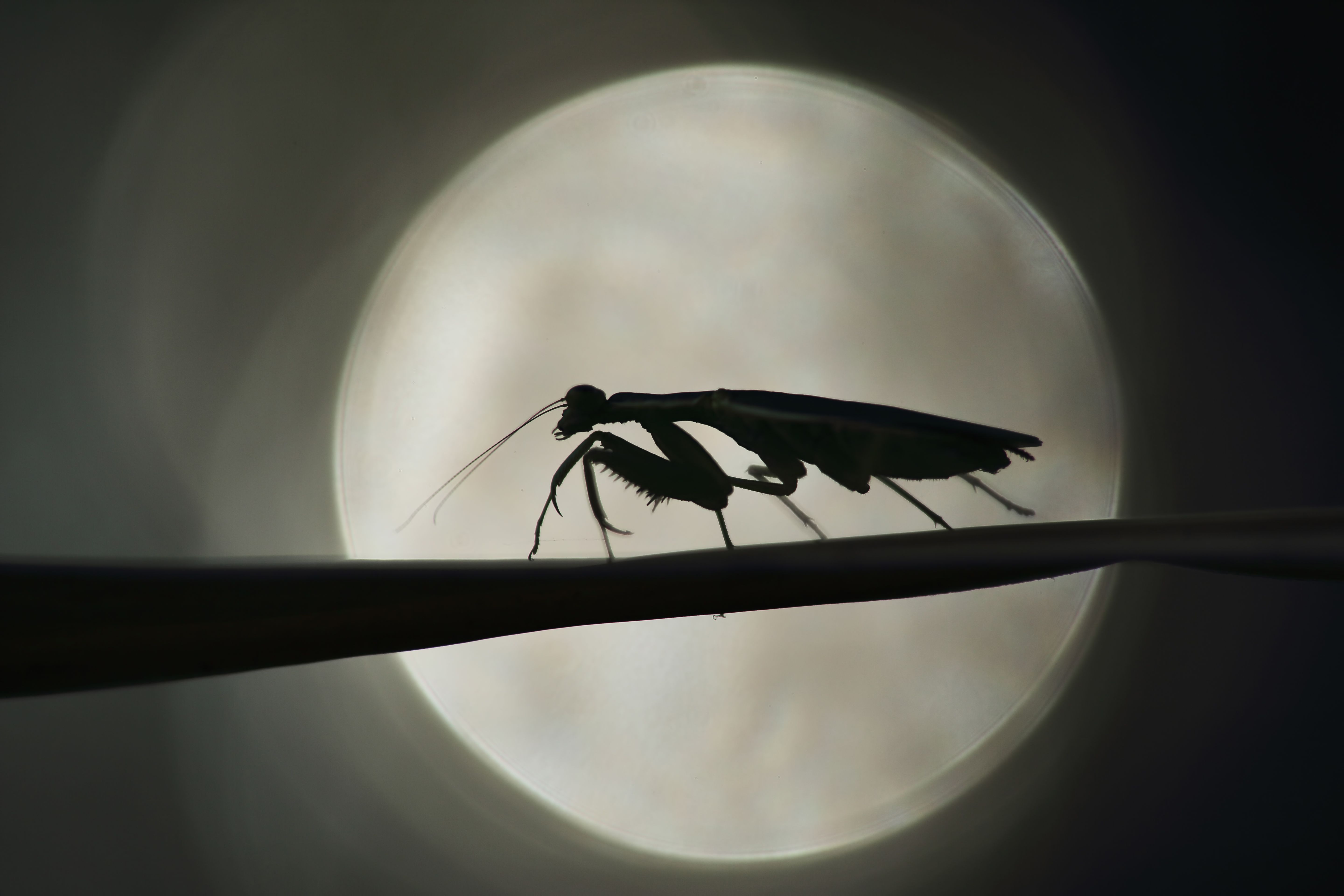Animal Insect 4k Ultra HD Wallpaper