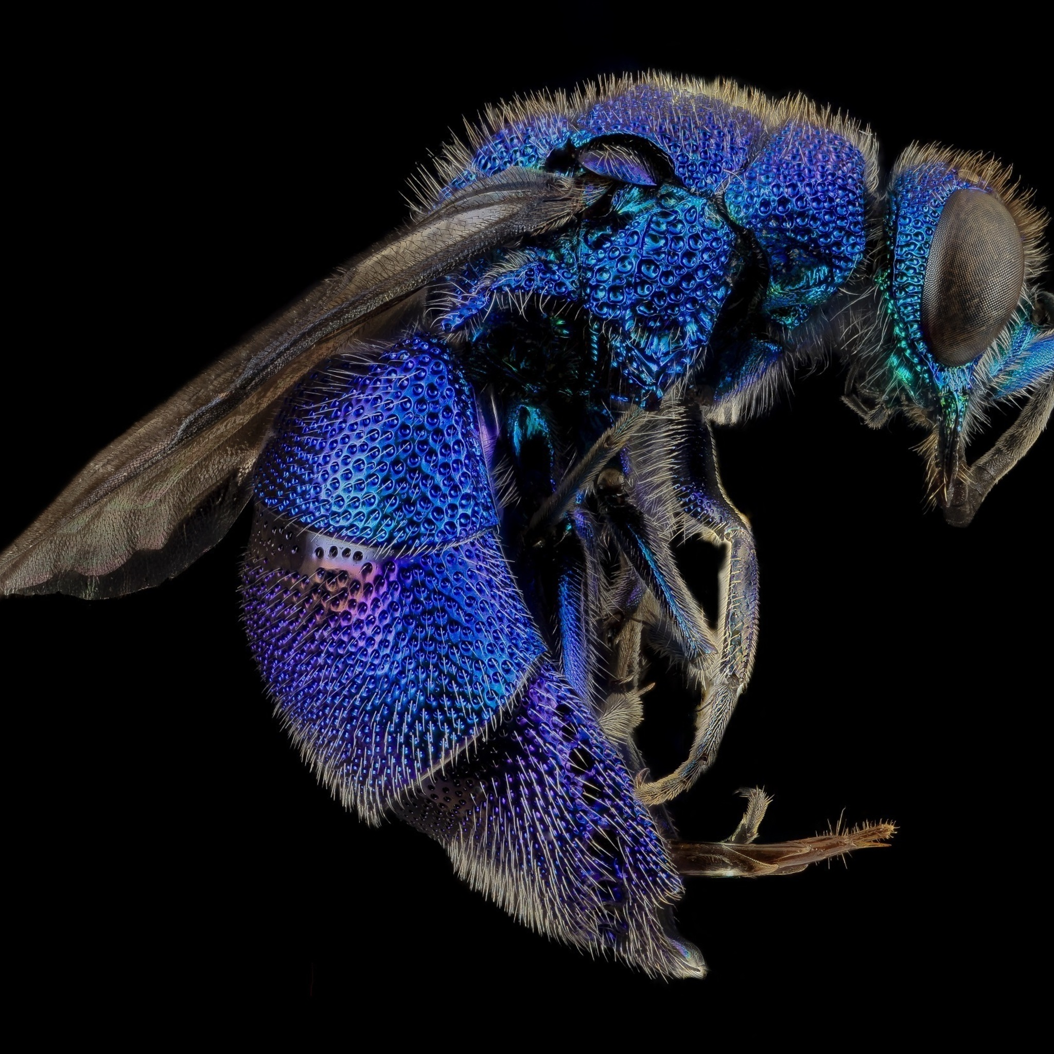 Cuckoo Wasp Insect Macro iPad Air HD 4k Wallpaper, Image, Background, Photo and Picture